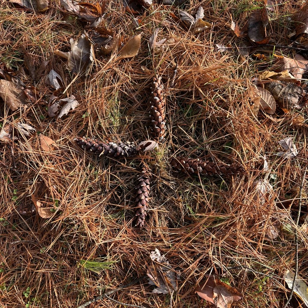 four pine cones lie on leaf-strewn grass. the  ends of the pine cones are touching at the center and the tip of each cone radiates outward, pointing east, south, west, and north. the pine cones are encircled with orange-brown pine needles. 