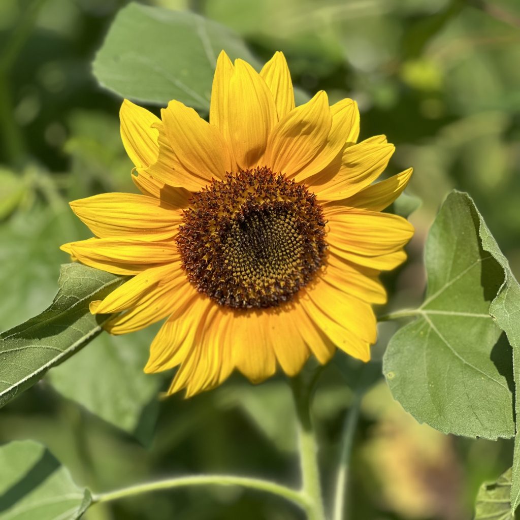 square image of closeup of sunflower with background of leaves